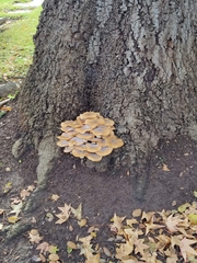Armillaria mellea