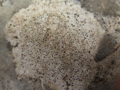 Bagliettoa calciseda