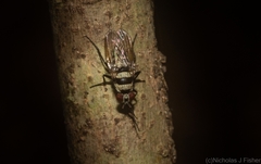 Anthomyia medialis