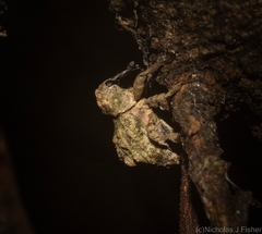 Tychreus sellatus