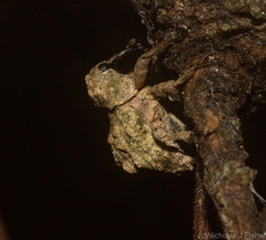 Tychreus sellatus