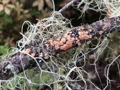 Aleurodiscus grantii