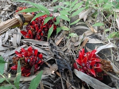 Zingiber flavomaculosum