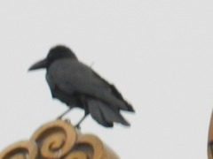 Corvus macrorhynchos