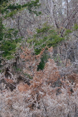 Regulus satrapa satrapa