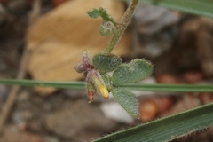 Acmispon micranthus