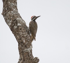 Chloropicus namaquus