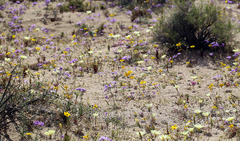 Gilia cana speciosa