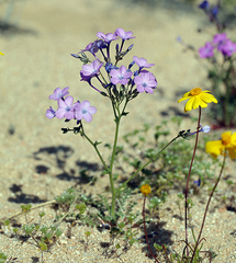 Gilia cana speciosa