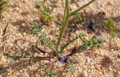 Gilia cana speciosa