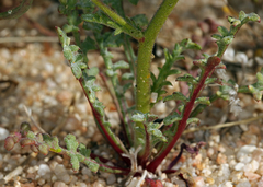 Gilia cana speciosa