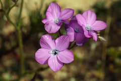 Gilia cana speciosa