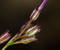 Gilia cana speciosa