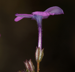 Gilia cana speciosa