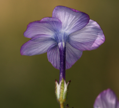 Gilia cana speciosa