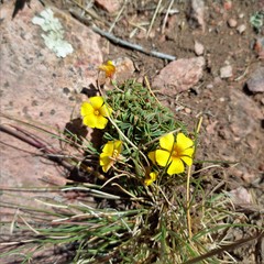 Oxalis compacta