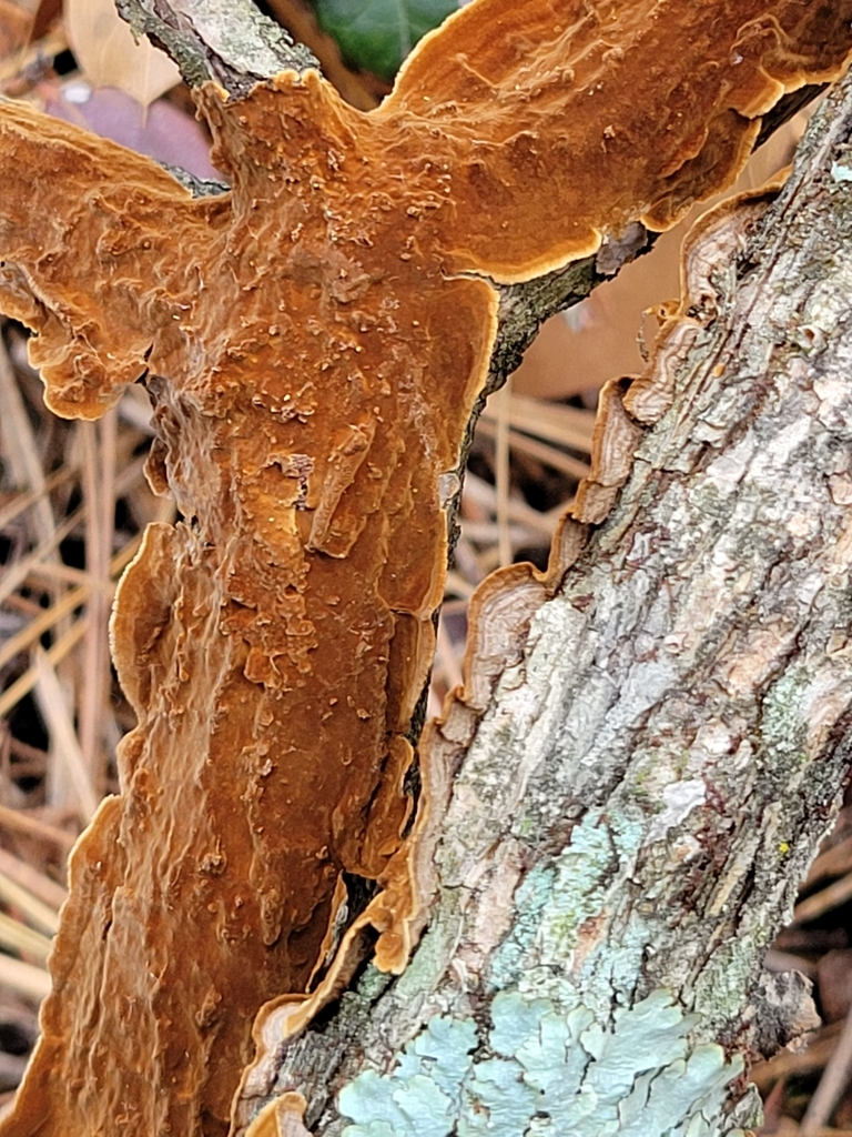 Hymenochaetales