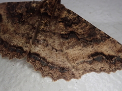 Cryptochorina amphidasyaria