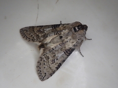 Epipsestis nikkoensis