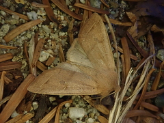 Anorthoa angustipennis