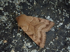 Orthosia aoyamensis