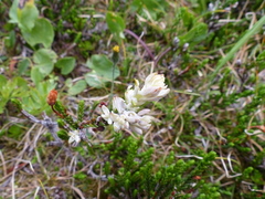 Exobasidium cassiopes