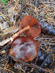 Cortinarius smithii