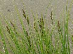 Carex lenticularis