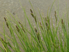 Carex lenticularis