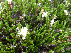 Exobasidium cassiopes