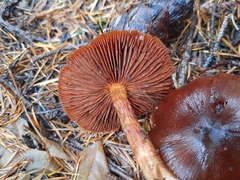 Cortinarius smithii