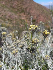 Senecio filaginoides