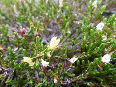 Exobasidium cassiopes