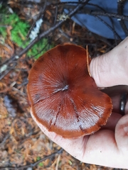 Cortinarius smithii