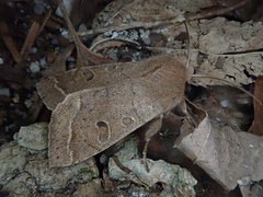 Anorthoa angustipennis