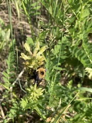Bombus nevadensis