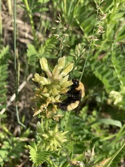 Bombus nevadensis