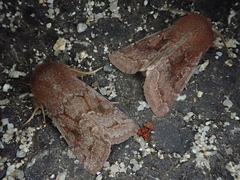 Orthosia ijimai