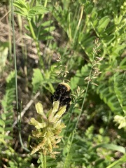 Bombus nevadensis