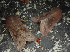 Orthosia ijimai