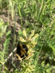 Bombus nevadensis