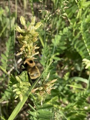Bombus nevadensis