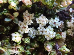 Pimelea microphylla
