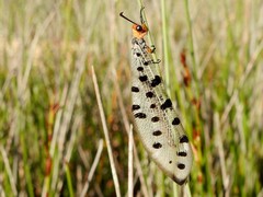 Myrmeleon erythrocephalus