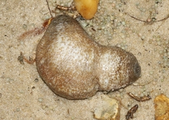 Sclerodactyla briareus