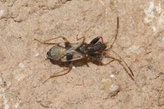 Pseudopamera setosa