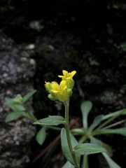 Draba petrophila