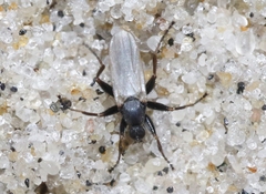 Chersodromia inusitata