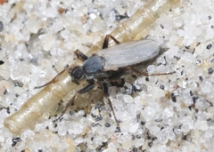 Chersodromia inusitata