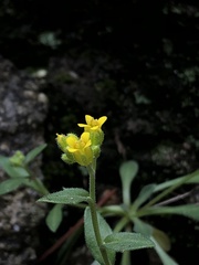 Draba petrophila